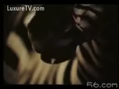 An animal sex footage of two zebras having sex at the zoo
